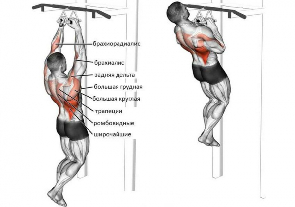 Подтягивания узким хватом
