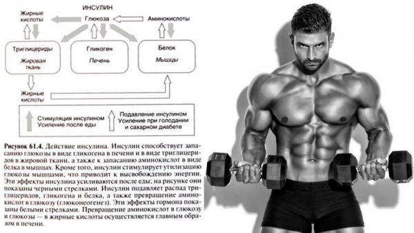 Инсулин в бодибилдинге Инсулин в бодибилдинге