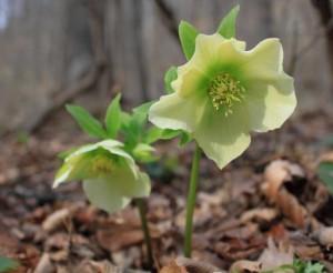 Морозник кавказский для похудения