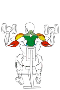 Эффективные упражнения для плеч