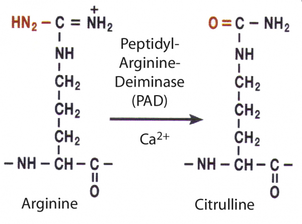 Что предпочтительнее: цитруллин или аргинин?