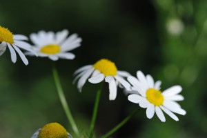 Ромашка для волос