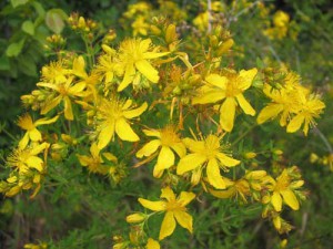 Зверобой для волос