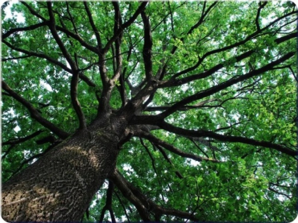 Что такое бустеры тестостерона?