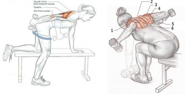Упражнения на задние дельты плеч для девушек с гантелями, штангой, в тренажерном зале