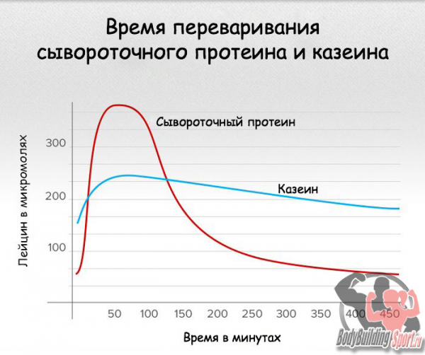 В чем разница между сывороточным протеином и казеином? В чем разница между сывороточным протеином и казеином?